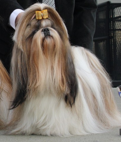 Shih Tzu Danmark